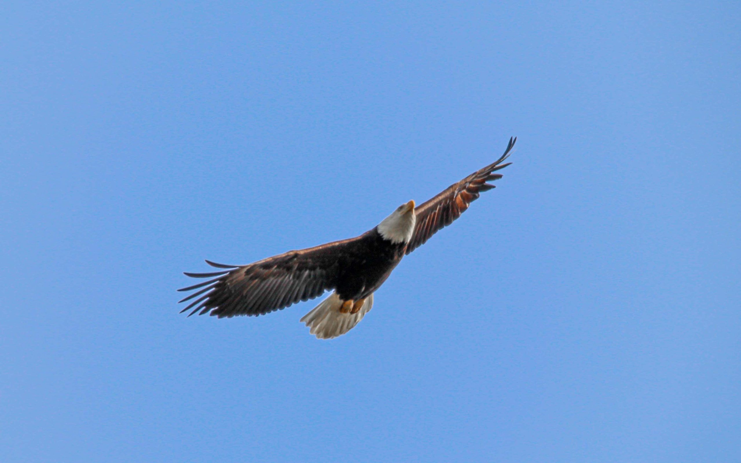 Condor verzelfstandigd verder